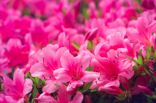 azalea-flowers